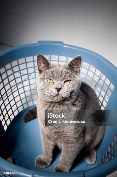 Photo libre de droit de Chat À Poils Ras Mal Britannique Chaton Dans Le Panier De Laver banque d'images et plus d'images libres de droit de Animaux de compagnie