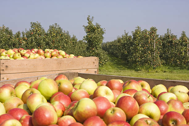 istock Harvest time - orchard # 46 XL 173030318
