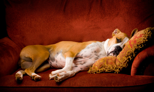 A big lazy Boxer dog snoozes in a big comfortable chair with his head on a fancy pillow.
