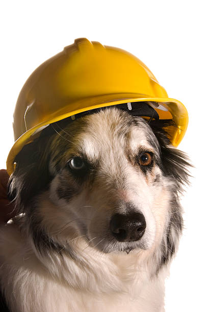 Border Collie wearing a hard hat.