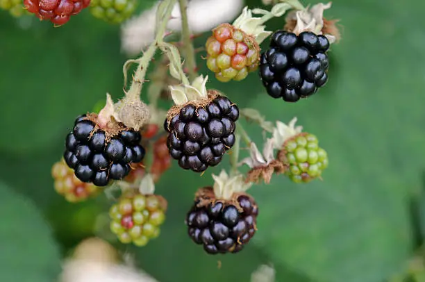 See here my other blackberry-pictures: