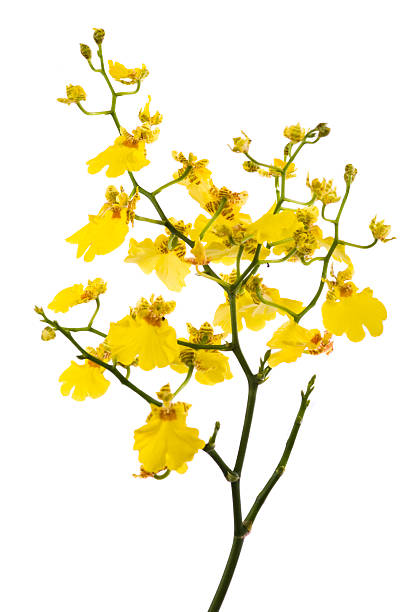 istock Yellow Orchid flowers on white 173030473