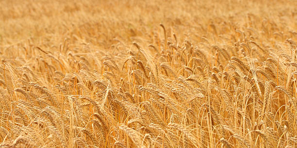 Golden Field of Barley stock photo