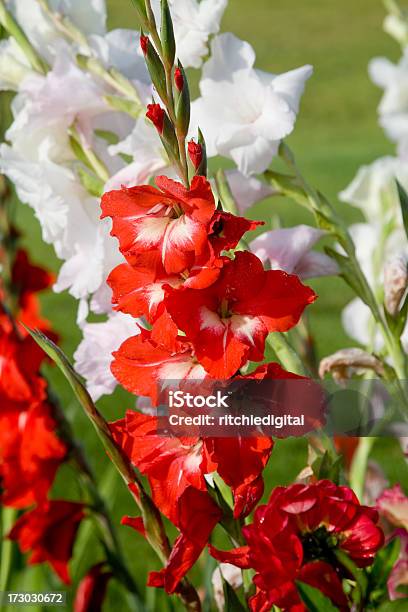 Rote Und Weiße Gladiole Stockfoto und mehr Bilder von Blume - Blume, Blumenbeet, Blütenblatt
