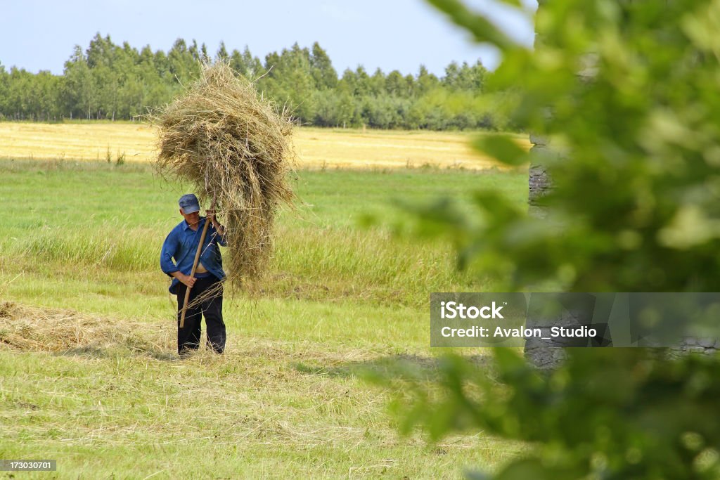 Haying i farmer - Zbiór zdjęć royalty-free (Rolnik)