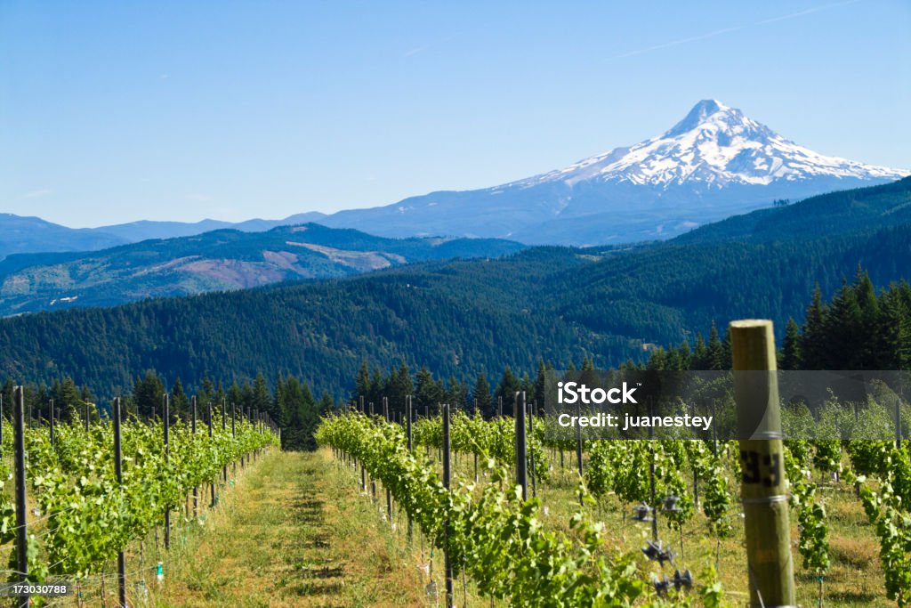 Mount Hood Harvest Beautiful, vibrant image of Mount Hood. Vineyard Stock Photo