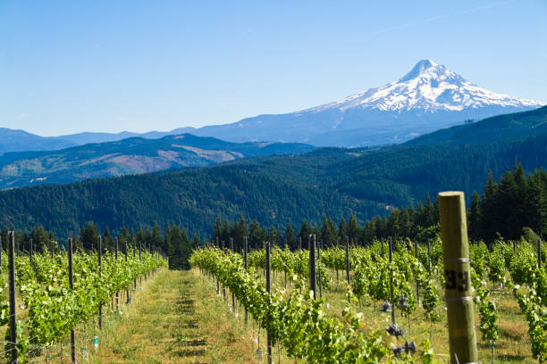 Mount Hood Harvest Beautiful, vibrant image of Mount Hood. mt hood photos stock pictures, royalty-free photos & images