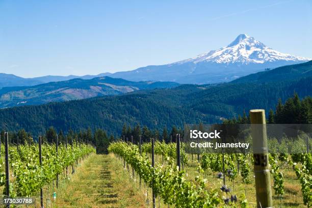 Mount Hood Harvest Stock Photo - Download Image Now - Vineyard, Oregon - US State, Washington State