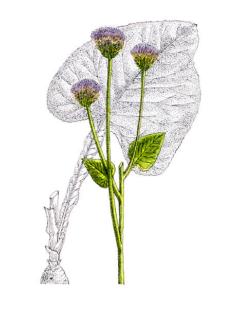 Botanical Plant. "Saussurea Lappa/Costus, Herbal Medicine plant. Black ink and watercolor drawing by Mayumi Terao." costus stock illustrations