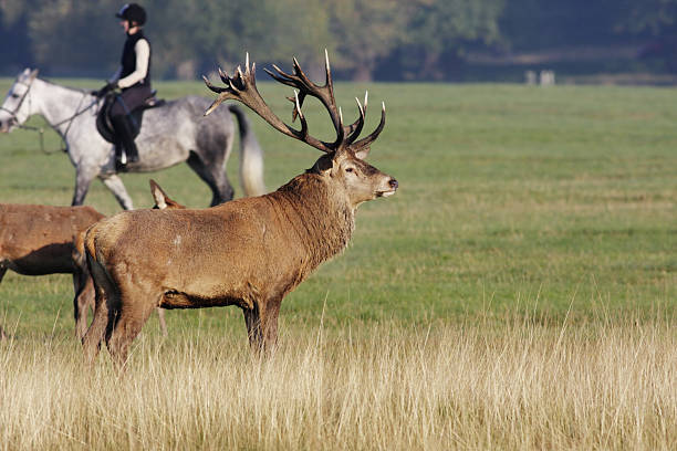 istock Royal red deer stag and horse rider 173030946