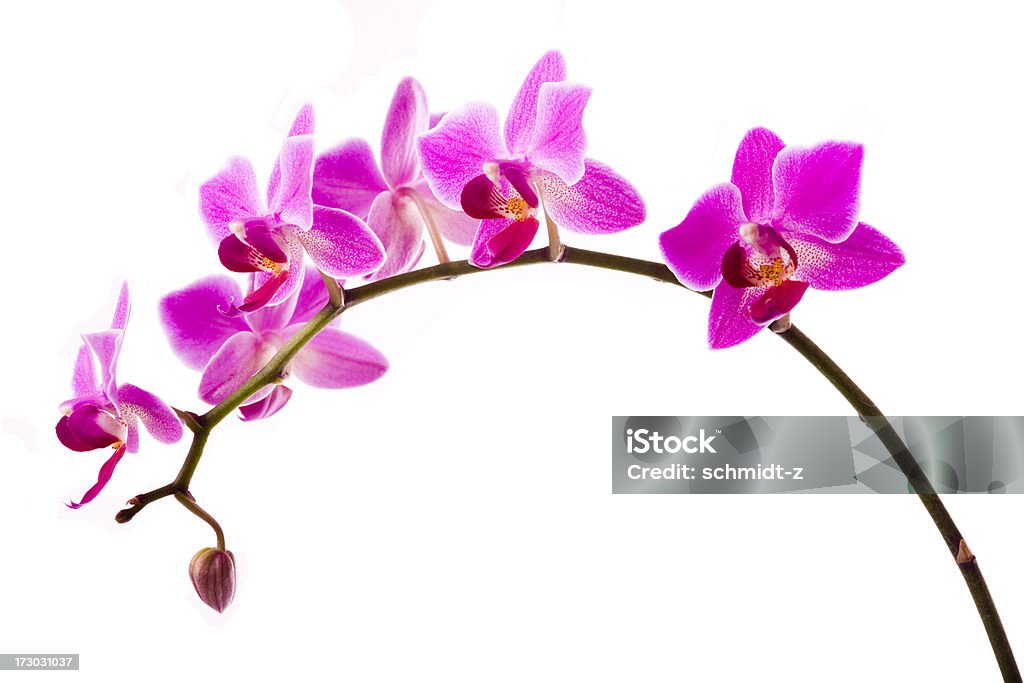 Orchidées sur fond blanc avec espace de copie - Photo de Beauté libre de droits