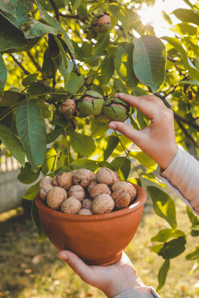 istock Walnut tree with big nuts in green shell close up, harvesting time 1730313027