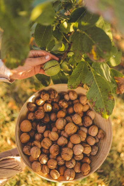 istock Walnut tree with big nuts in green shell close up, harvesting time 1730313028