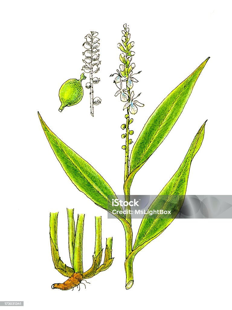 De plantes. - Illustration de Cardamome libre de droits