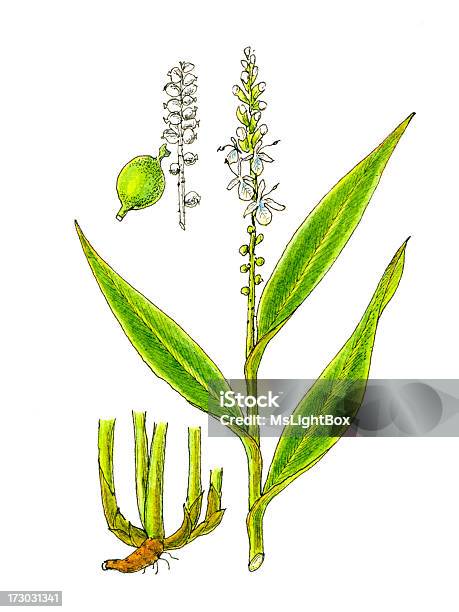 De Plantes Vecteurs libres de droits et plus d'images vectorielles de Cardamome - Cardamome, Illustration, Médecine chinoise par les plantes