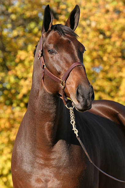 istock Autumn Horse Portrait 173031348