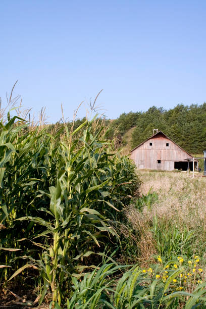 istock Iowa Barn and Cornfield 173031431