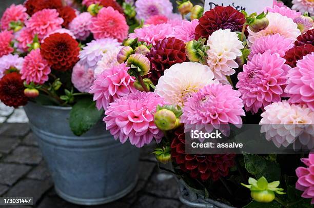 Photo libre de droit de Rose Dahlia Series Au Marché Aux Fleurs banque d'images et plus d'images libres de droit de Dahlia - Dahlia, Seau, Fleur - Flore