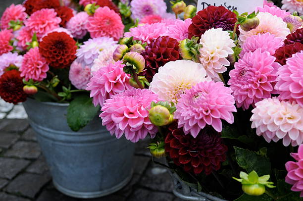 pink dahlia series at flower market stock photo