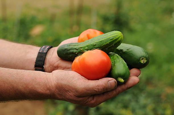 istock handfull of vegetables 173031527