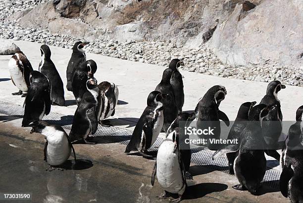 Photo libre de droit de Penguins banque d'images et plus d'images libres de droit de Animaux en captivité - Animaux en captivité, Faune, Groupe moyen d'animaux