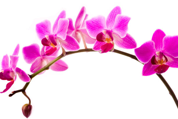 istock Orchid flowers on white with copy space 173031595