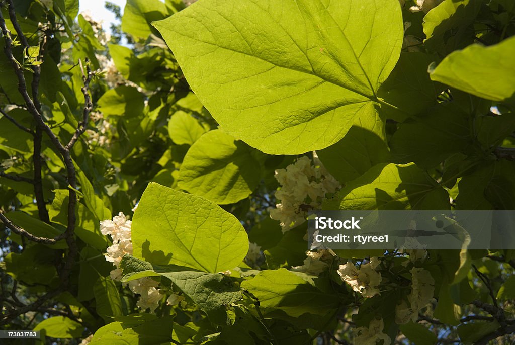 Catawba ou Catalpa árvore - Foto de stock de Botânica - Assunto royalty-free