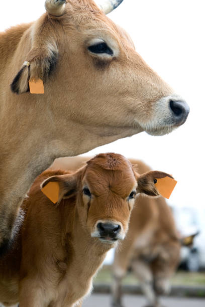 Cow and Calf stock photo