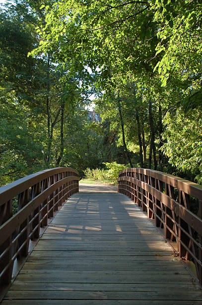 istock Bridge under Canopy of Leaves 173031822