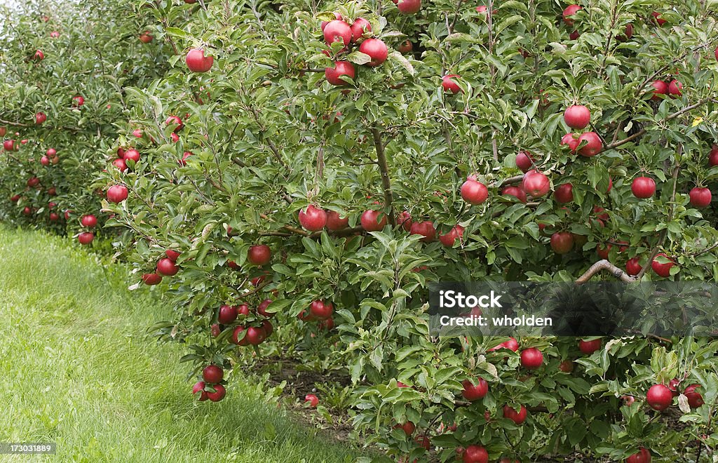 엠파이어 사과나무 과수원 - 로열티 프리 0명 스톡 사진