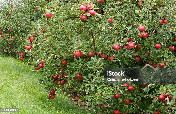 엠파이어 사과나무 과수원 0명에 대한 스톡 사진 및 기타 이미지 - 0명, 건강한 식생활, 과일