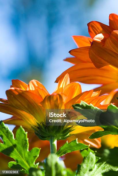 Pelee Złocień Mumiv - zdjęcia stockowe i więcej obrazów Kwiat - Roślina - Kwiat - Roślina, Pomarańczowy, Bez ludzi
