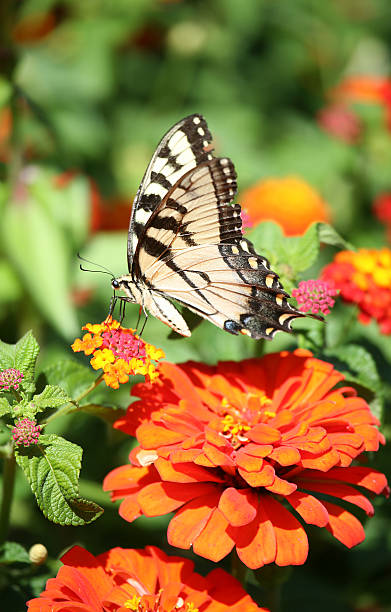 istock butterfly in the garden 173032645