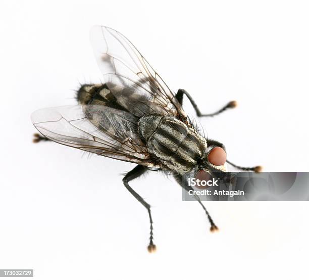 플라이에는 곤충에 대한 스톡 사진 및 기타 이미지 - 곤충, 날기, 동물