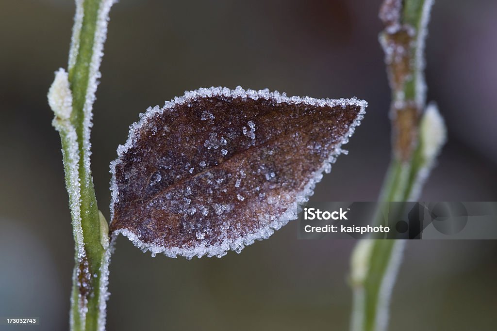 Frosty folha de - Foto de stock de Beleza natural - Natureza royalty-free