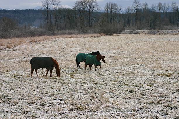 Three horses wearing blankets in a snowy field.