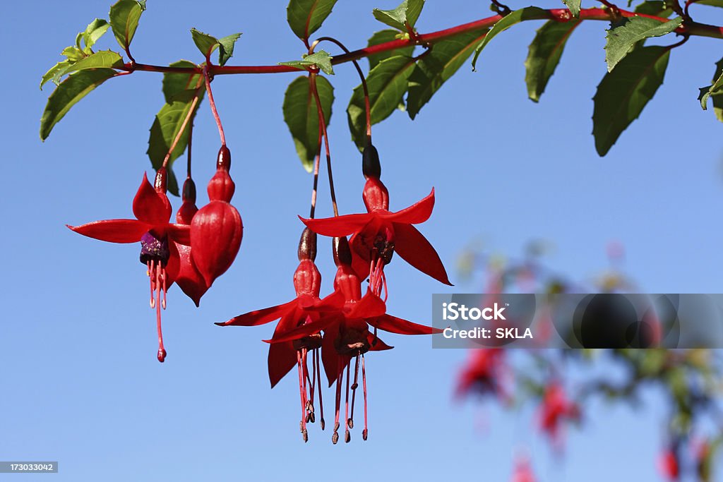 Bela Fúchsia flores vermelhas agains céu azul - Royalty-free Ao Ar Livre Foto de stock