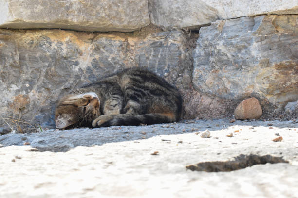 istock Street cat in Istanbul 1730331857
