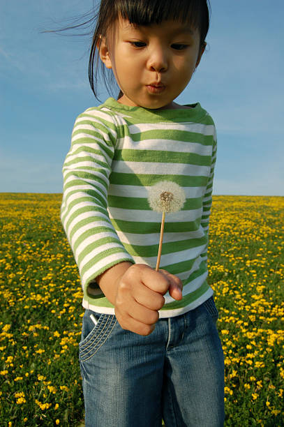 Cropped shot of a young woman holding a dandelion while sitting in an open fieldhttp://195.154.178.81/DATA/i_collage/pu/shoots/805443.jpg