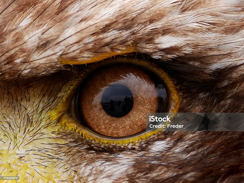 eagle ojo - Foto de stock de Águila libre de derechos