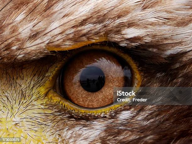 Eagle Ojo Foto de stock y más banco de imágenes de Águila - Águila, Pájaro, Primer plano