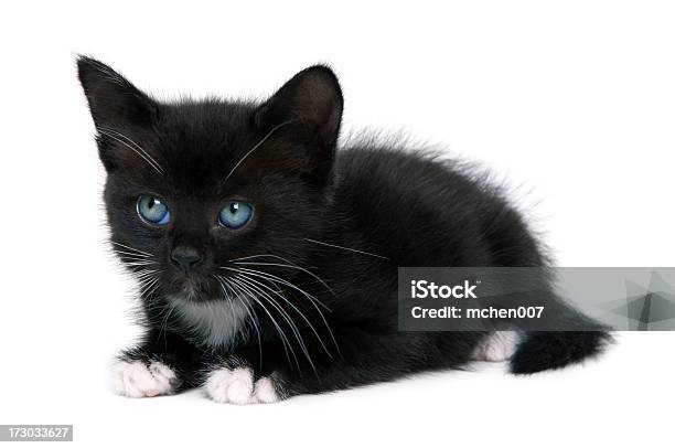 Tiere Isolierte Kätzchen Schwarz Stockfoto und mehr Bilder von Fotografie - Fotografie, Freisteller – Neutraler Hintergrund, Hauskatze
