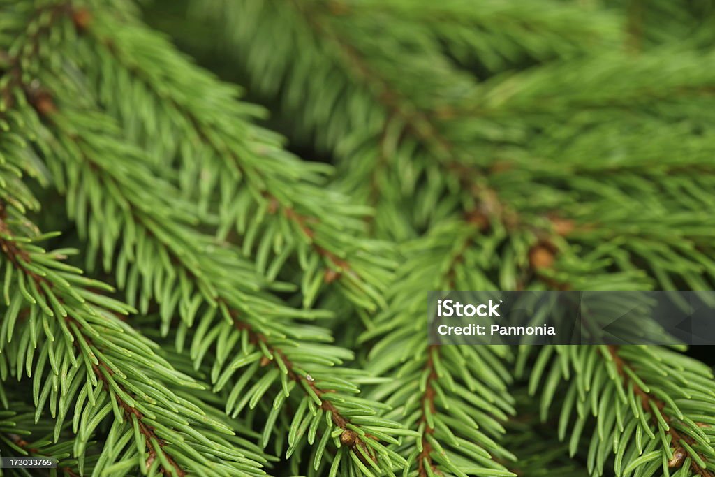 Pine Tree Hintergrund - Lizenzfrei Ast - Pflanzenbestandteil Stock-Foto