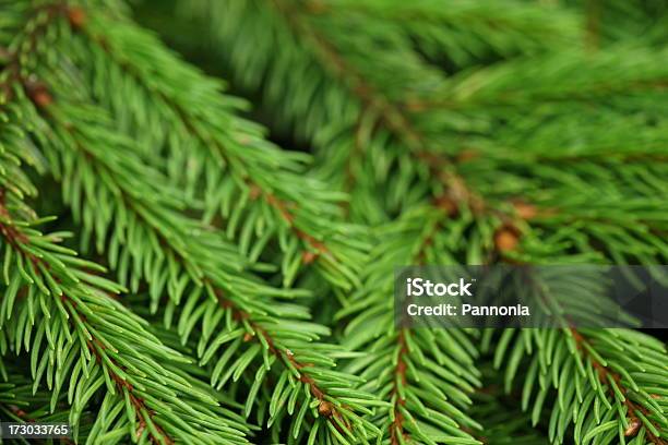 Pine Tree Hintergrund Stockfoto und mehr Bilder von Ast - Pflanzenbestandteil - Ast - Pflanzenbestandteil, Bildhintergrund, Farbbild