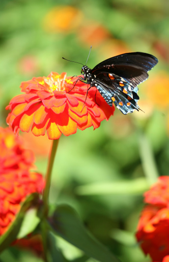 butterfly feeding at a zinnia