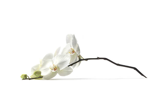 flores: orquídea - flower white imagens e fotografias de stock