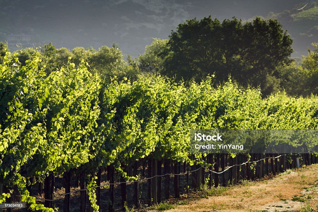 Azienda vinivola pomeriggio - Foto stock royalty-free di Agricoltura