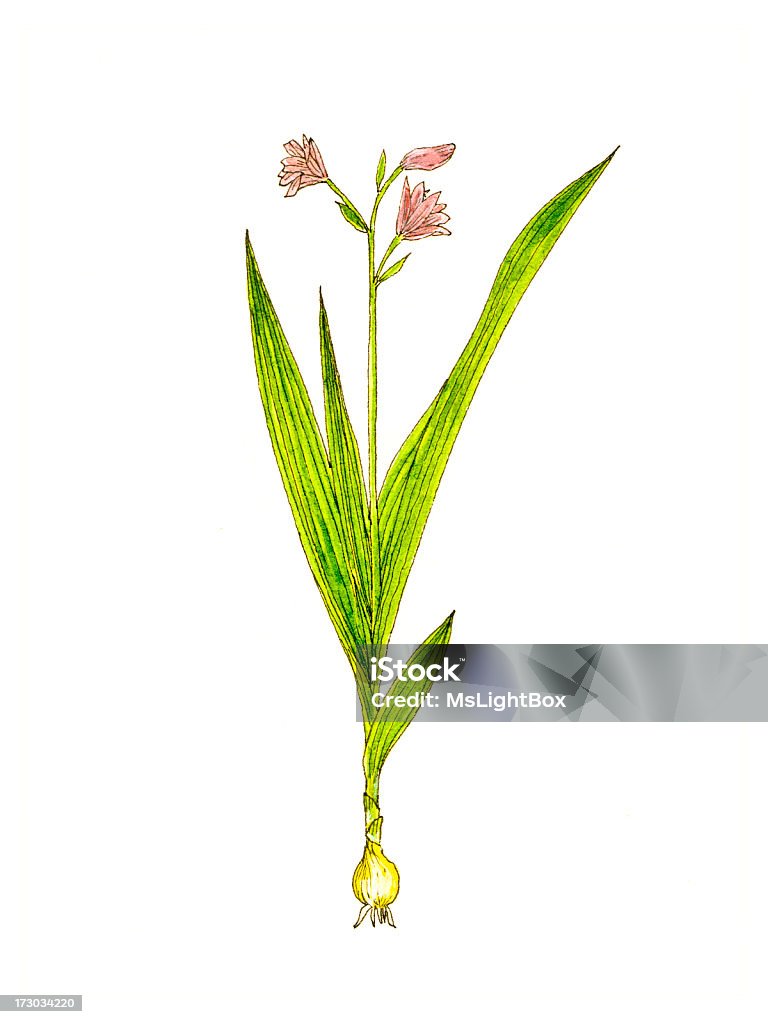 Botánico planta. - Ilustración de stock de Medicina herbaria china libre de derechos