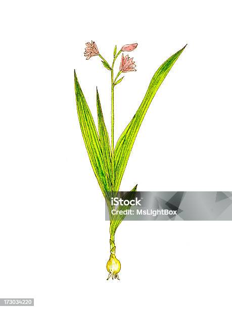 De Plantes Vecteurs libres de droits et plus d'images vectorielles de Médecine chinoise par les plantes - Médecine chinoise par les plantes, Agriculture, Aquarelle