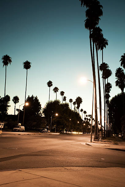 istock Palm trees lining a Los Angeles street during the twilight 173034295